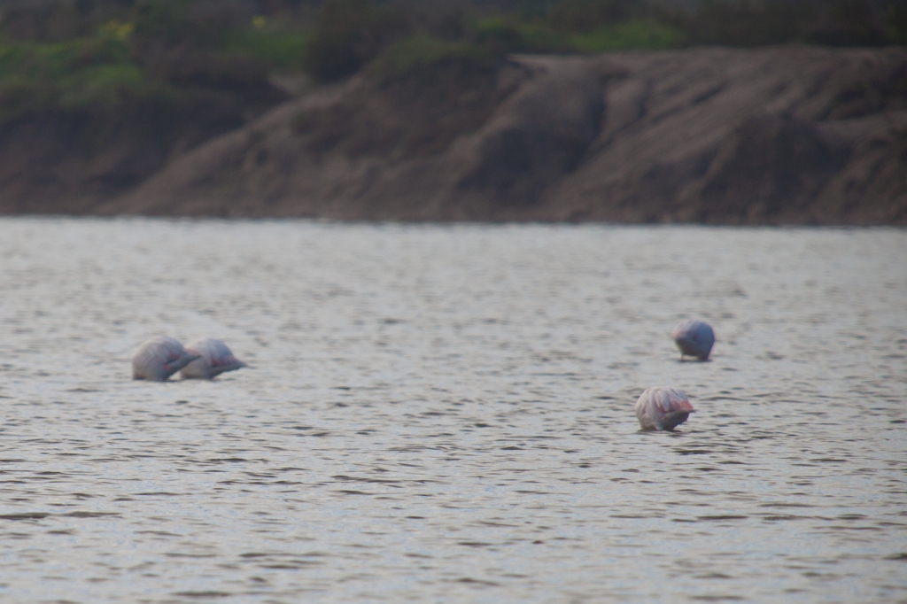 IMG_8931.jpg - Bon je n'ai pas pu les approcher de plus près cette année