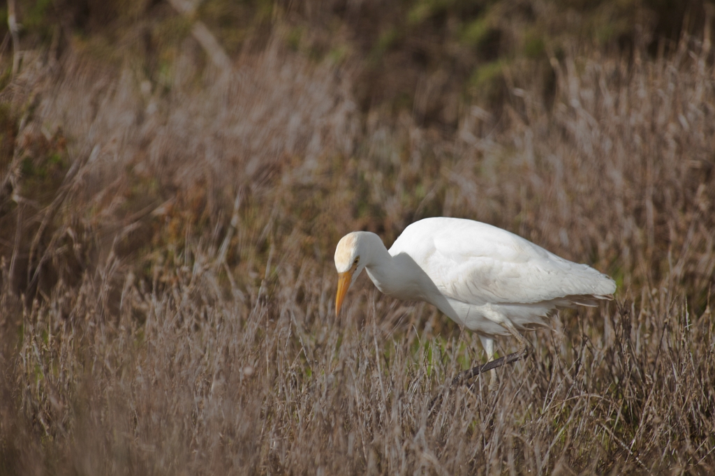 IMG_8979.jpg - Héron garde boeuf