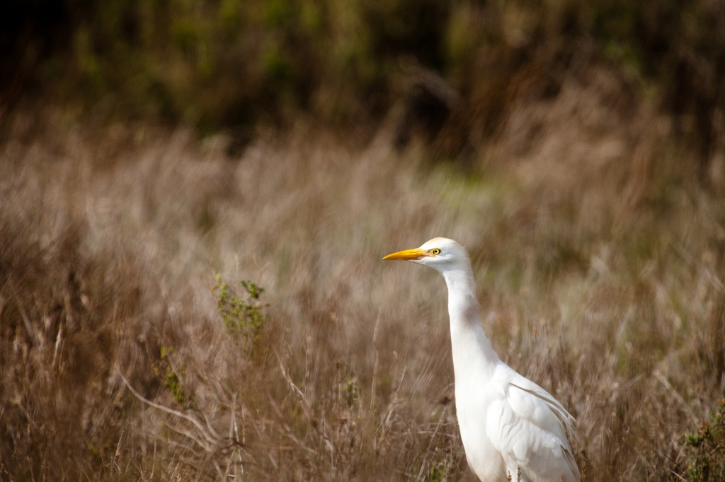 IMG_8981.jpg - Héron garde boeuf , il y en avait un bonne quantité de ces hérons