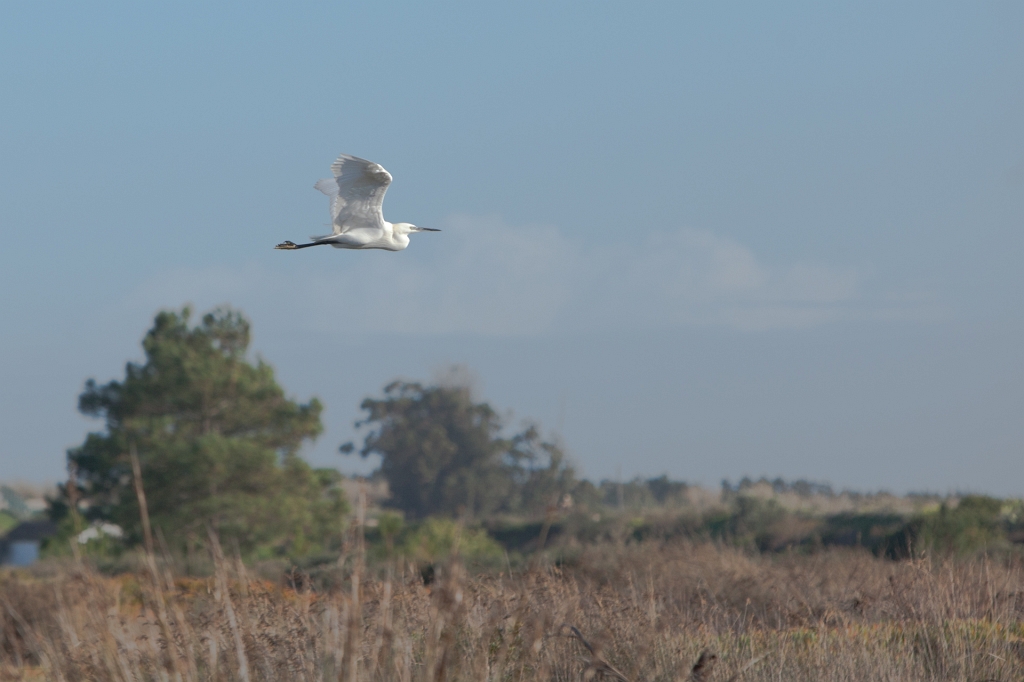 IMG_8994.jpg - héron