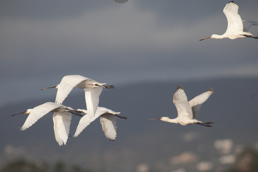 IMG_9057.jpg - Vol de spatule blanche, certaines baguées d'autres non
