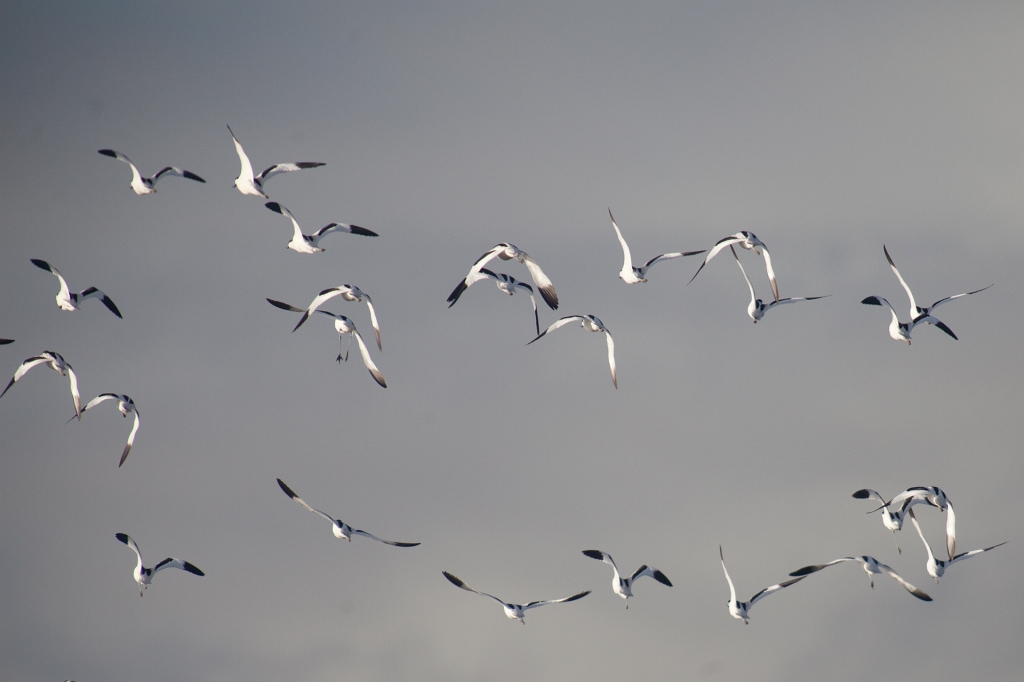 IMG_9063.jpg - Vol d'avocettes élégantes