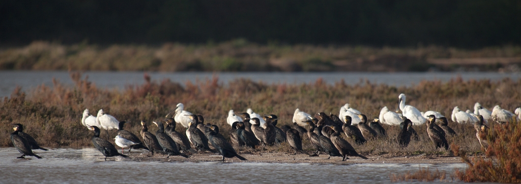 IMG_9077.jpg - réunion
