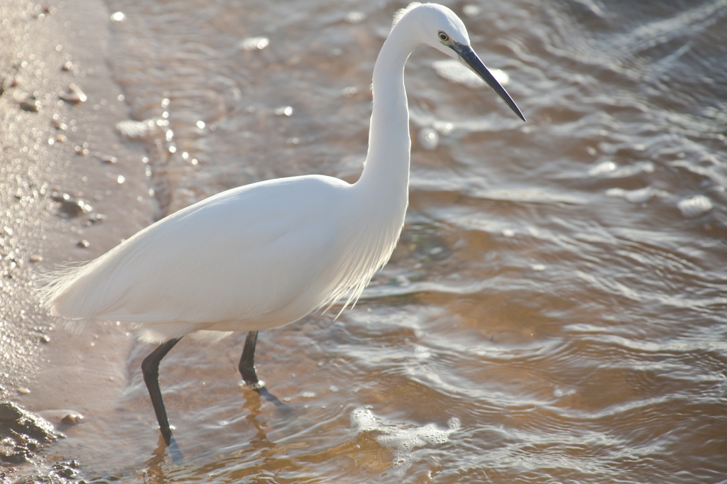 IMG_9081.jpg - Aigrette garzette
