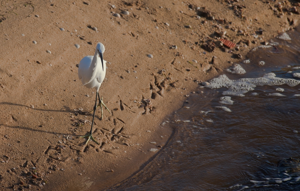 IMG_9115.jpg - les papates jaunes