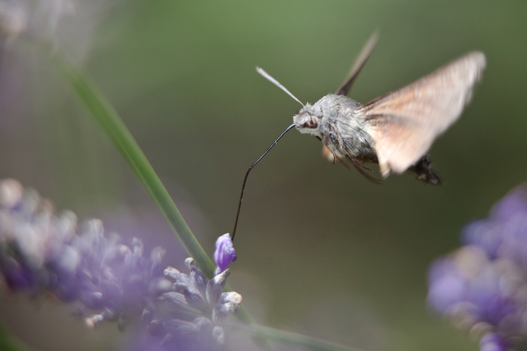 IMG_8797.jpg - moro-sphinx