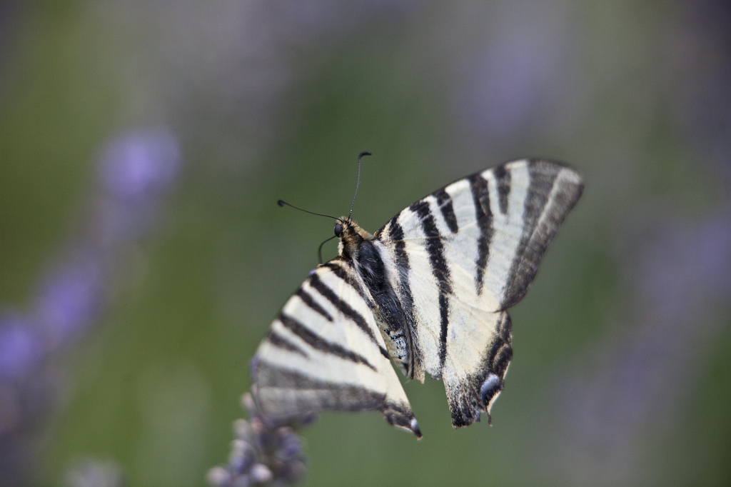 IMG_8817.jpg - en vol :)