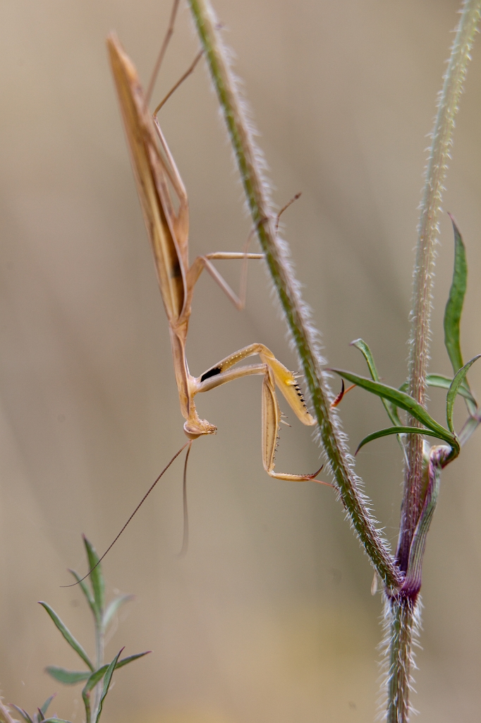 IMG_8867.jpg - cette mante a été la bonne surprise :)