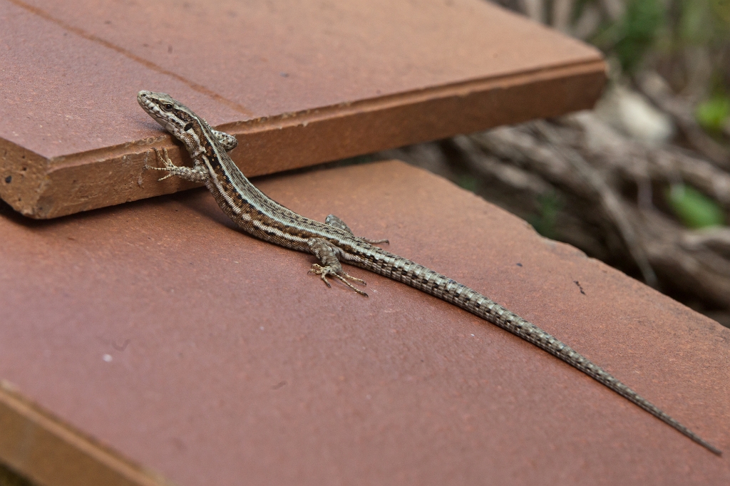 IMG_8979.jpg - Lézard qui tentait de se réchauffer aux derniers rayons de soleil