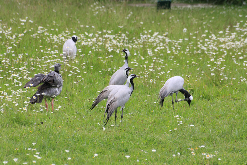 IMG_1178.jpg - grues demoiselles
