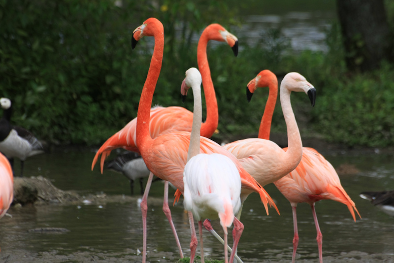 IMG_1202.jpg - Flamants du chili avec des flamants de cuba