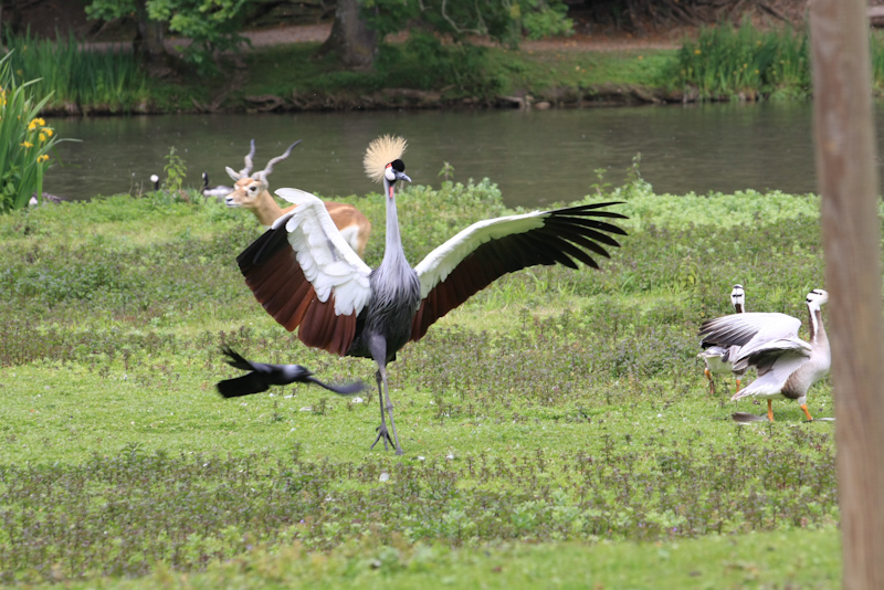 IMG_1207.jpg - Grue couronnée (on voit l'astuce utilisée pour ne pas qu'elle s'envole)