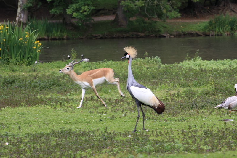 IMG_1208.jpg - la grue qui regarde une antilope cerviocapres