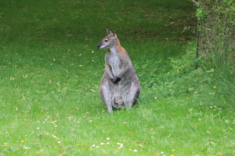 IMG_1211.jpg - Wallabi de bennet