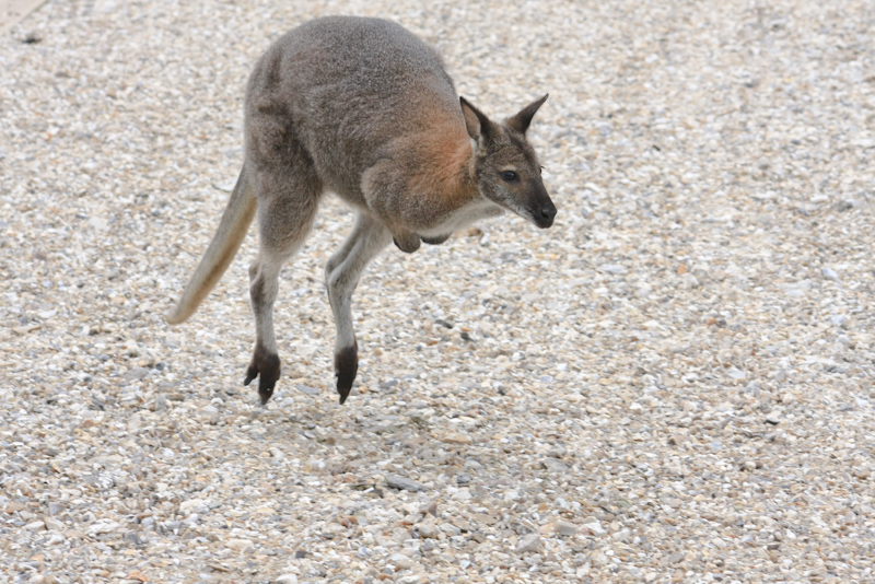 IMG_1216.jpg - en saut, je n'ai pas réussi à en faire une comme celle ci