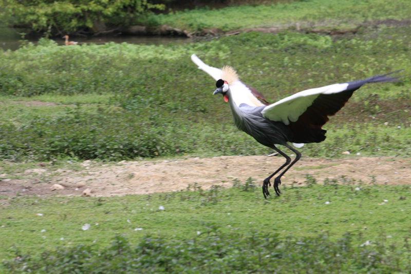 IMG_1224.jpg - grue couronnée