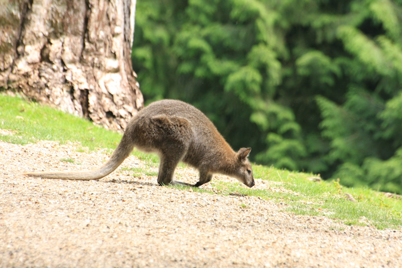IMG_1245.jpg - Wallabi de bennet