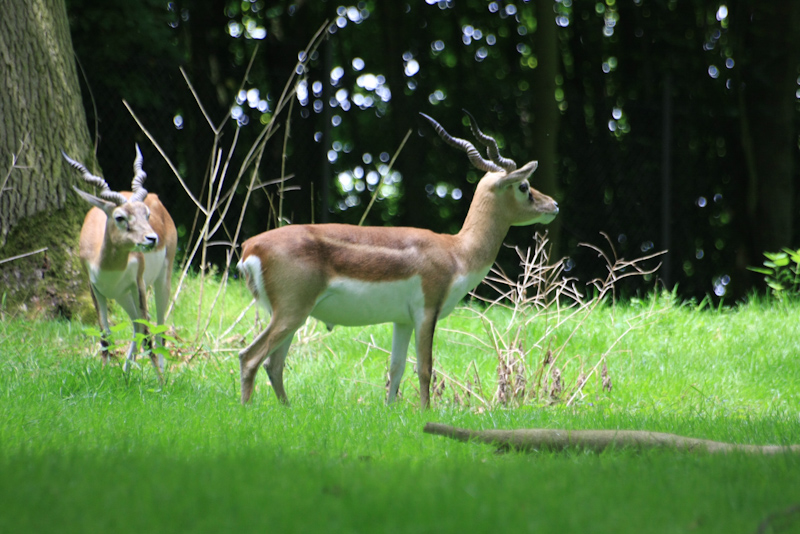 IMG_1256.jpg - antilope cerviocapres
