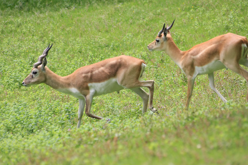IMG_1266.jpg - antilope cerviocapres