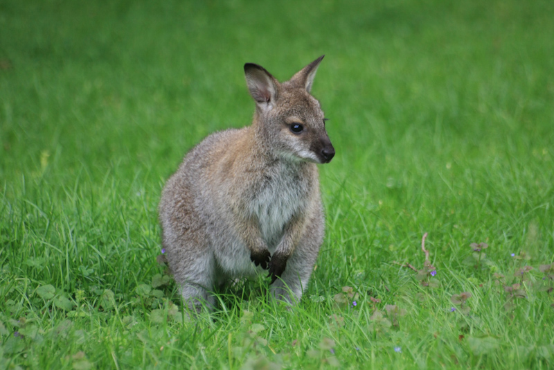 IMG_1283.jpg - Petit wallabi de bennet, je suis un peu jalou, je n'ai pas réussi à en faire une aussi bien.