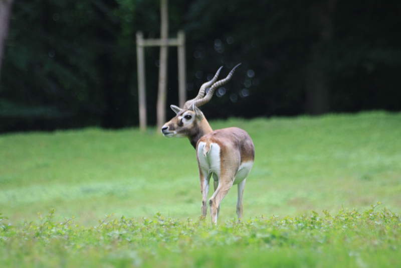 IMG_1294.jpg - antilope cerviocapres