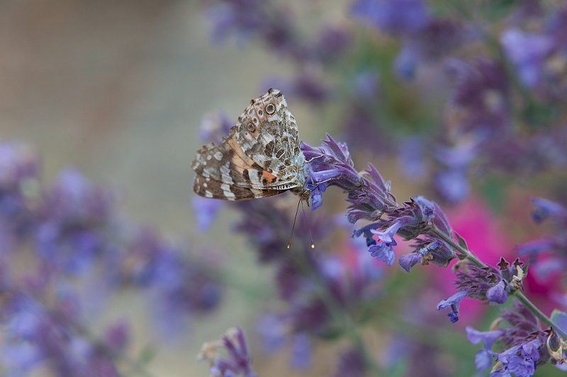 IMG_4767.jpg - une jolie dame (Cynthia cardui) c'est fou le nombre cette année, heureusement j'au aussi trouvé des Azurés par ailleur dans d'autres galeries :)