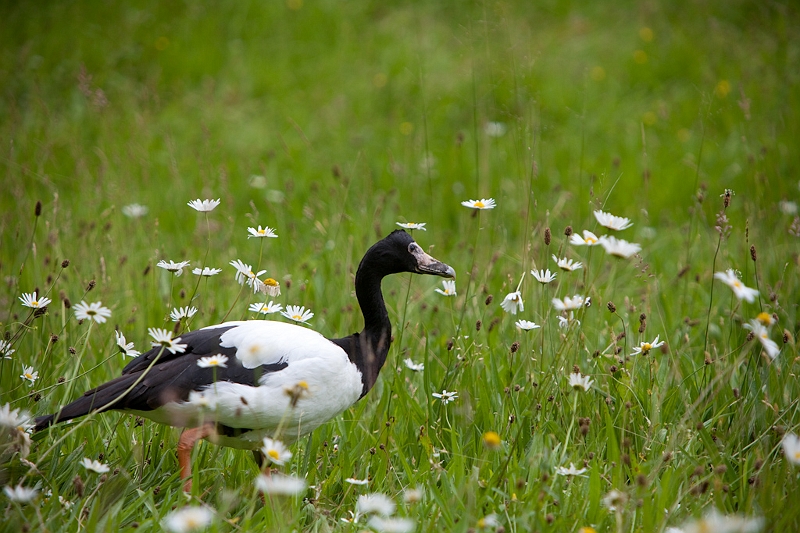 IMG_4775.jpg - Canaroie semi palmé (Anseranas semipalmatas)