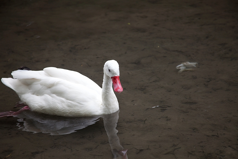 IMG_4795.jpg - la mare n'est pas profonde (donc pas de plongeurs genre grèbes) et a une eau très claire. cygne Coscoroba (Coscoroba Coscoroba)
