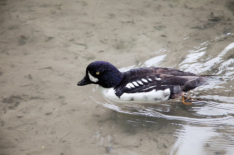 IMG_4803.jpg - Garrot à oeil d'or