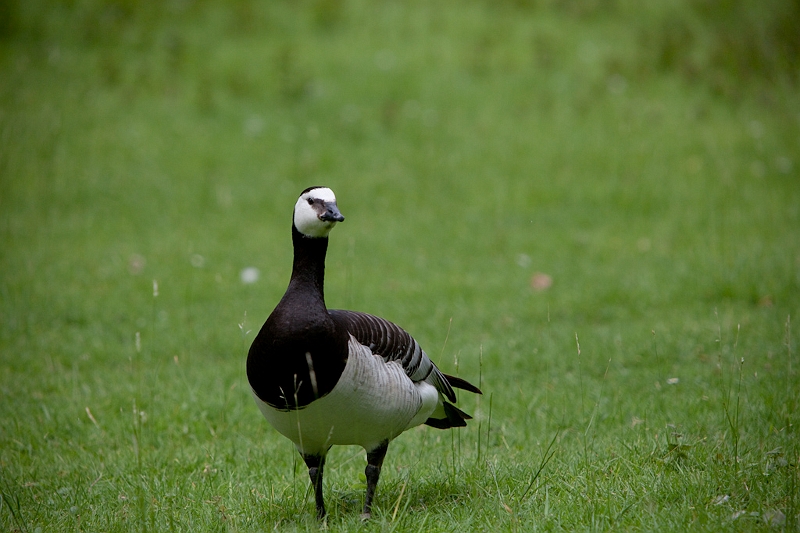 IMG_4838.jpg - Bernache nonette