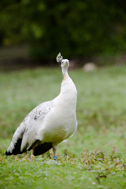 IMG_4850.jpg - bein un paon blanc :)