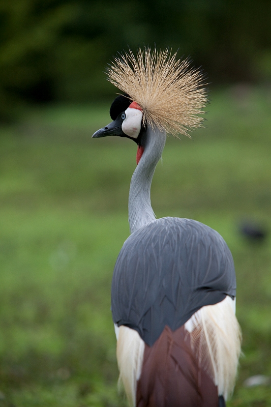 IMG_4867.jpg - toujours la grue couronnée