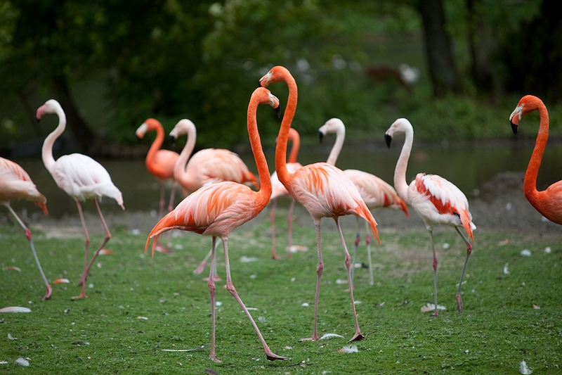 IMG_4903.jpg - Flamants du chili derrière, devant des flamants rouges de cuba