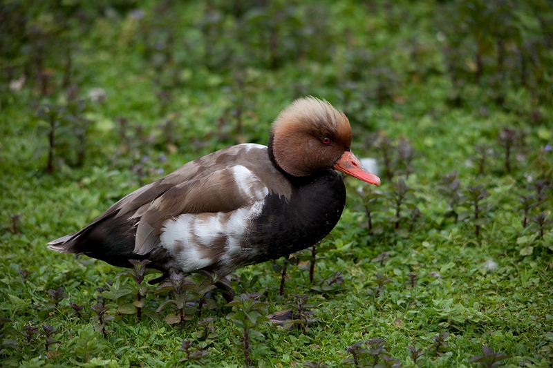 IMG_4910.jpg - Nette rousse