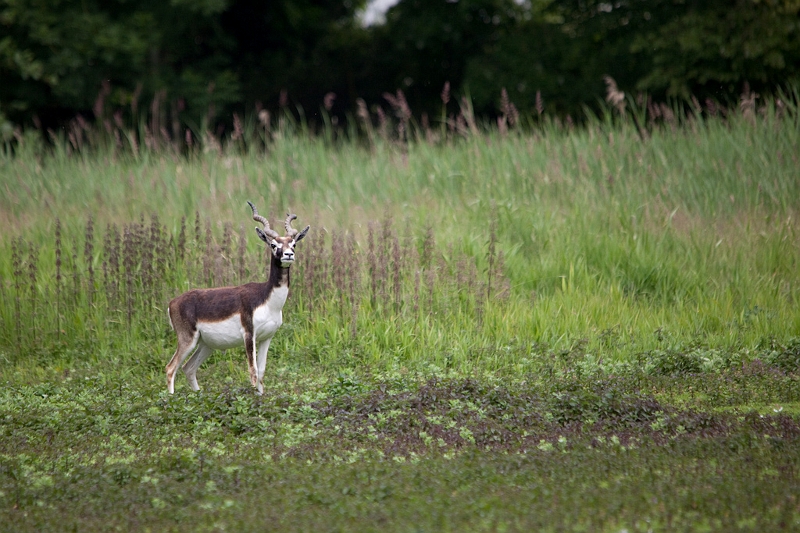 IMG_4920.jpg - antilope cerviocapres