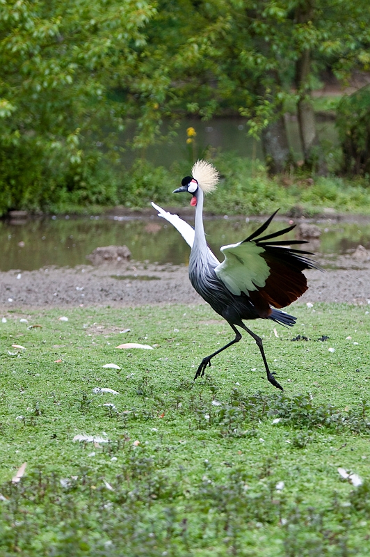 IMG_4941.jpg - Grue couronnée qui fuie le remue ménage.