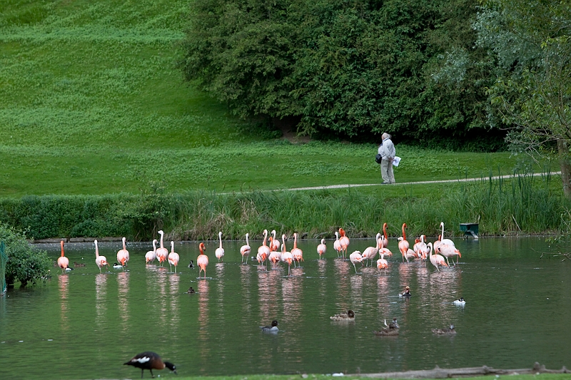 IMG_4968.jpg - j'aime beaucoup cette photo, les flamants ont l'air de dire: Qu'est ce qu'il regarde ? c'est nous qu'il doit regarder.