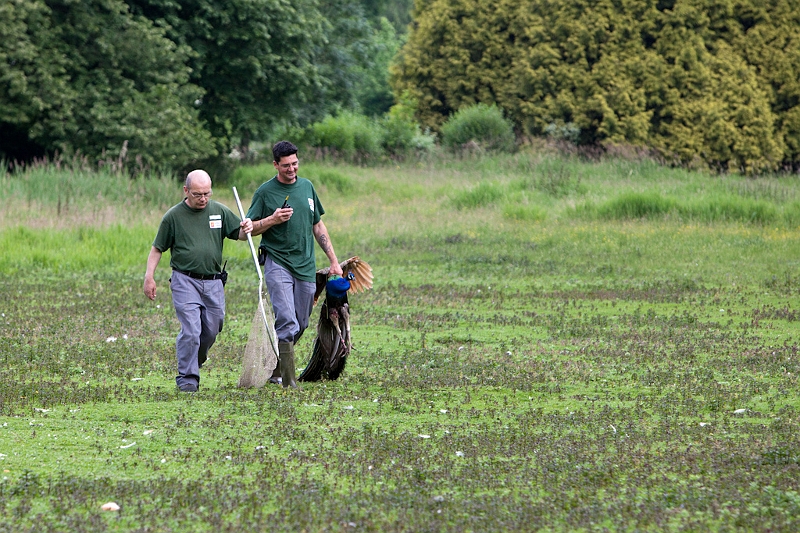 IMG_4971.jpg - ils ont fini par capturer le paon à la patte cassée.