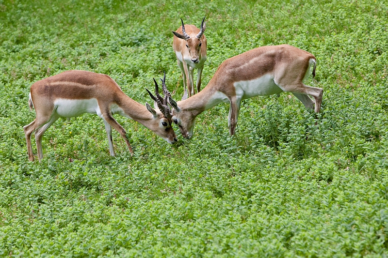 IMG_5001.jpg - antilope cerviocapres , deux joueurs et un arbitre.