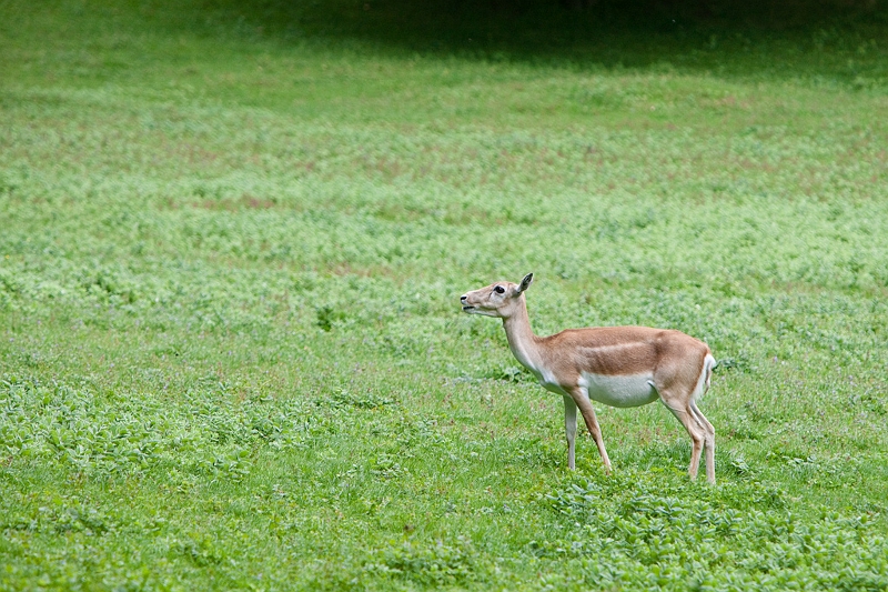 IMG_5010.jpg - antilope cerviocapres