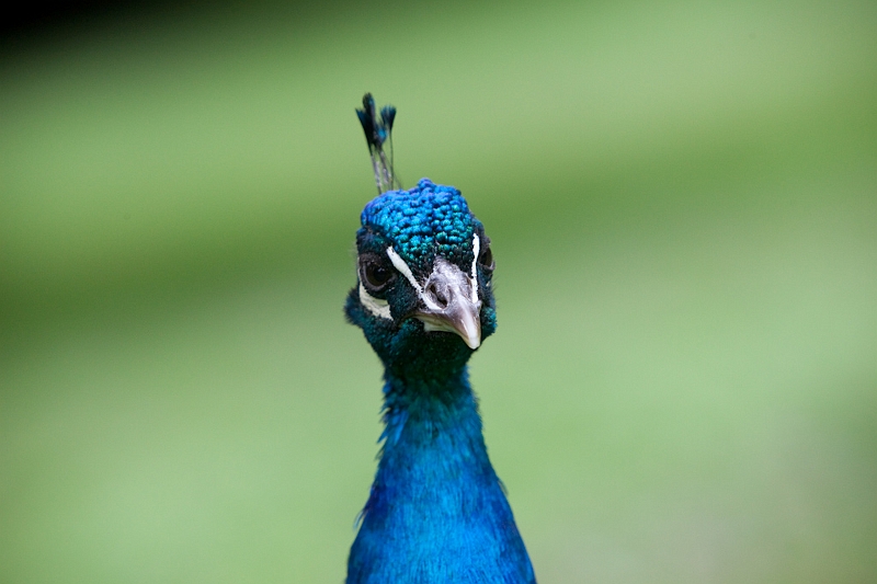IMG_5013.jpg - un paon bleu interessé par l'objectif
