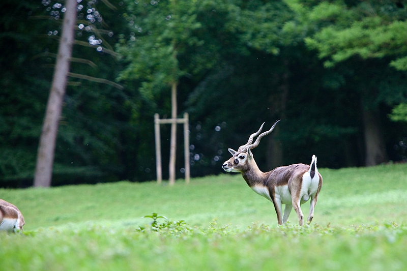 IMG_5036.jpg - antilope cerviocapres