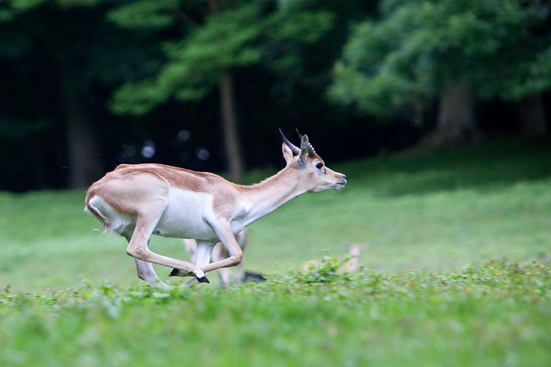 IMG_5042.jpg - antilope cerviocapres