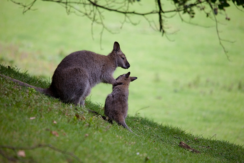 IMG_5067.jpg - wallabis de Bennet en famille