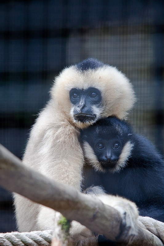 IMG_5083.jpg - Gibbons à joue blanche, dans une cage très limite.