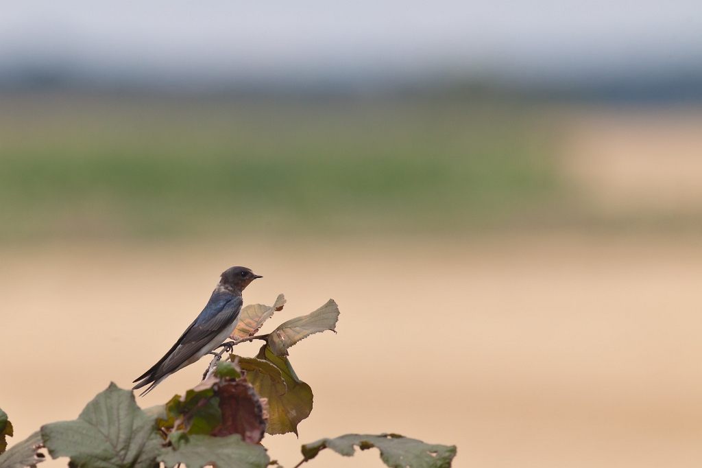 IMG_0617.jpg - Hirondelle Rustique