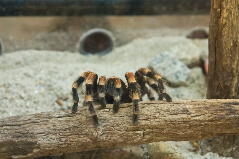 IMG_4971.jpg - Brachypelma Smithi , mygale mexicaine
