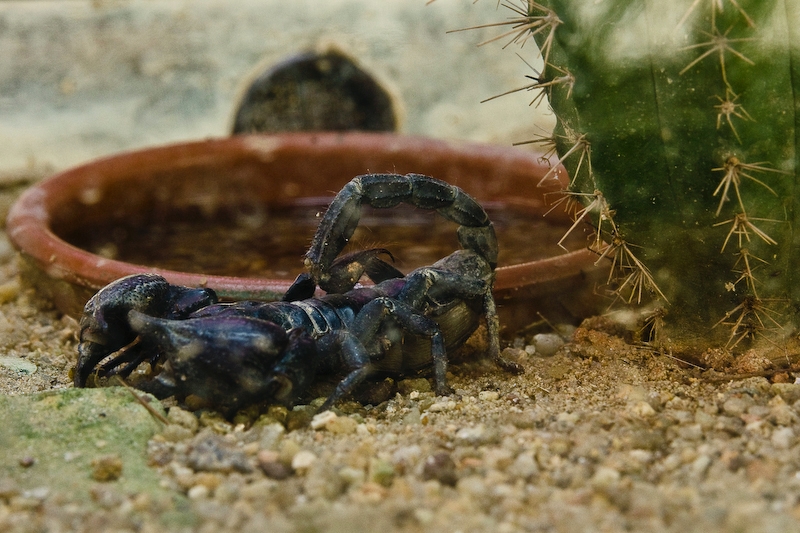 IMG_5006.jpg - scorpion