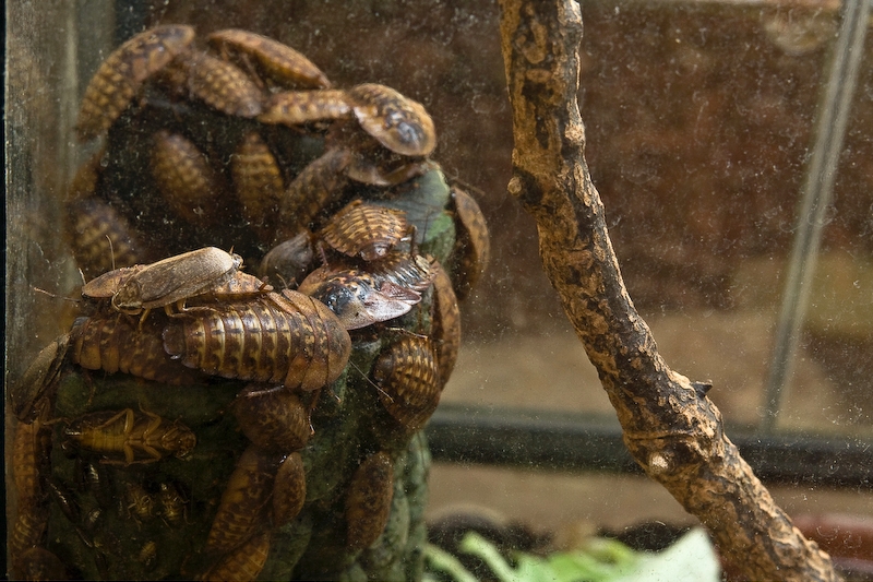 IMG_5028.jpg - blates africaines