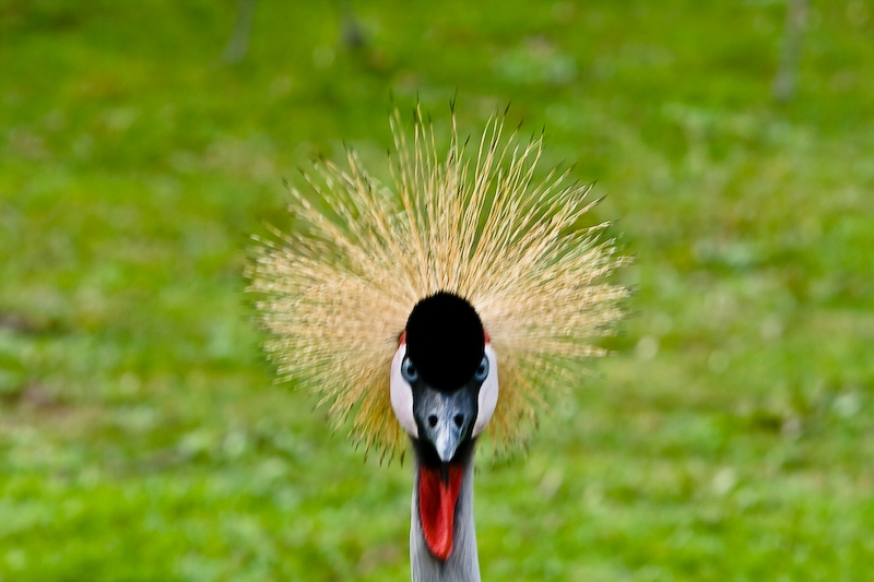 IMG_4936.jpg - Grue couronnée (Balearica regulorum)